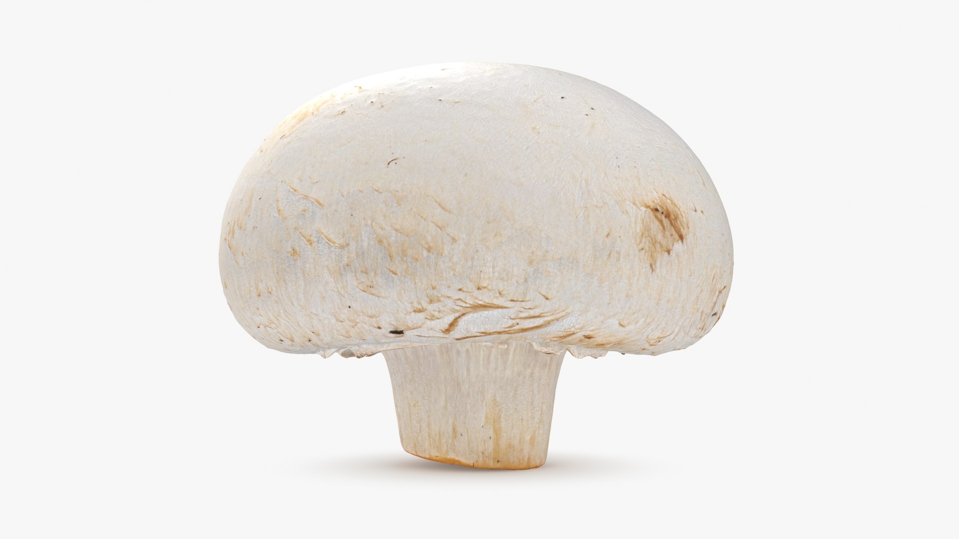 3D Champignon Mushroom 02 model https://p.turbosquid.com/ts-thumb/T9/jpvWdP/35/champignon02_b0006/jpg/1719424869/1920x1080/fit_q87/44da7721871fbd11be2c5e0abbd0e5b9fa41f96a/champignon02_b0006.jpg