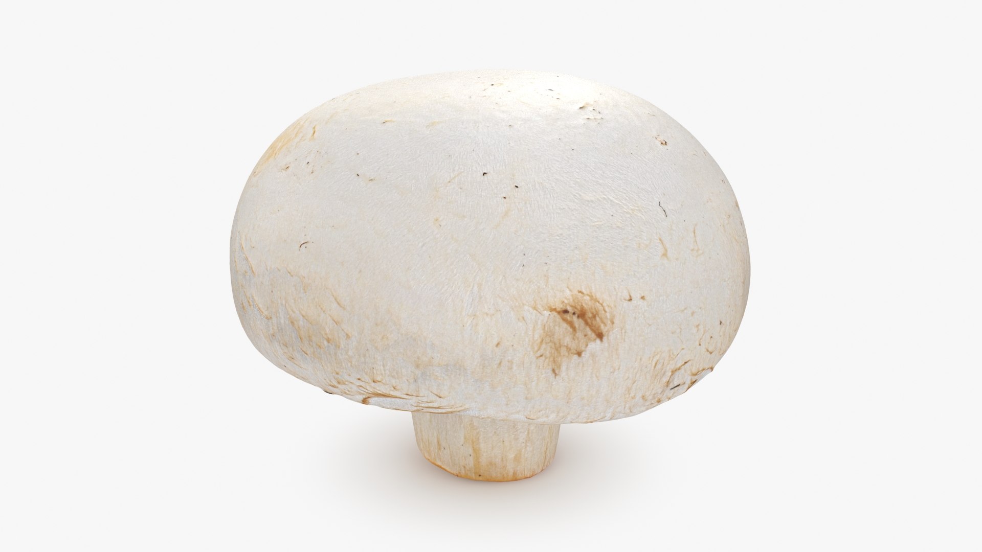 3D Champignon Mushroom 02 model https://p.turbosquid.com/ts-thumb/T9/jpvWdP/Bt/champignon02_b0016/jpg/1719424872/1920x1080/fit_q87/a4977524f41197529a64a9a3608c3fa64eda2a48/champignon02_b0016.jpg