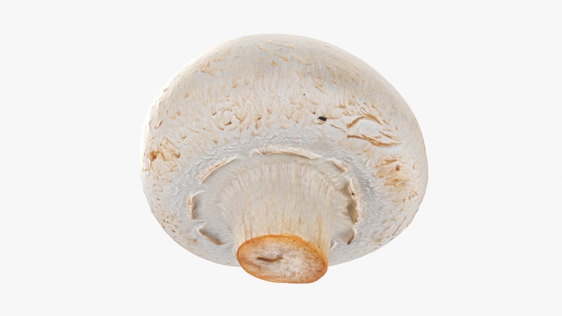 3D Champignon Mushroom 02 model https://p.turbosquid.com/ts-thumb/T9/jpvWdP/G2/champignon02_b0022/jpg/1719424874/1920x1080/fit_q87/a078d23f6347b28061c52c1df69006925952d4bc/champignon02_b0022.jpg