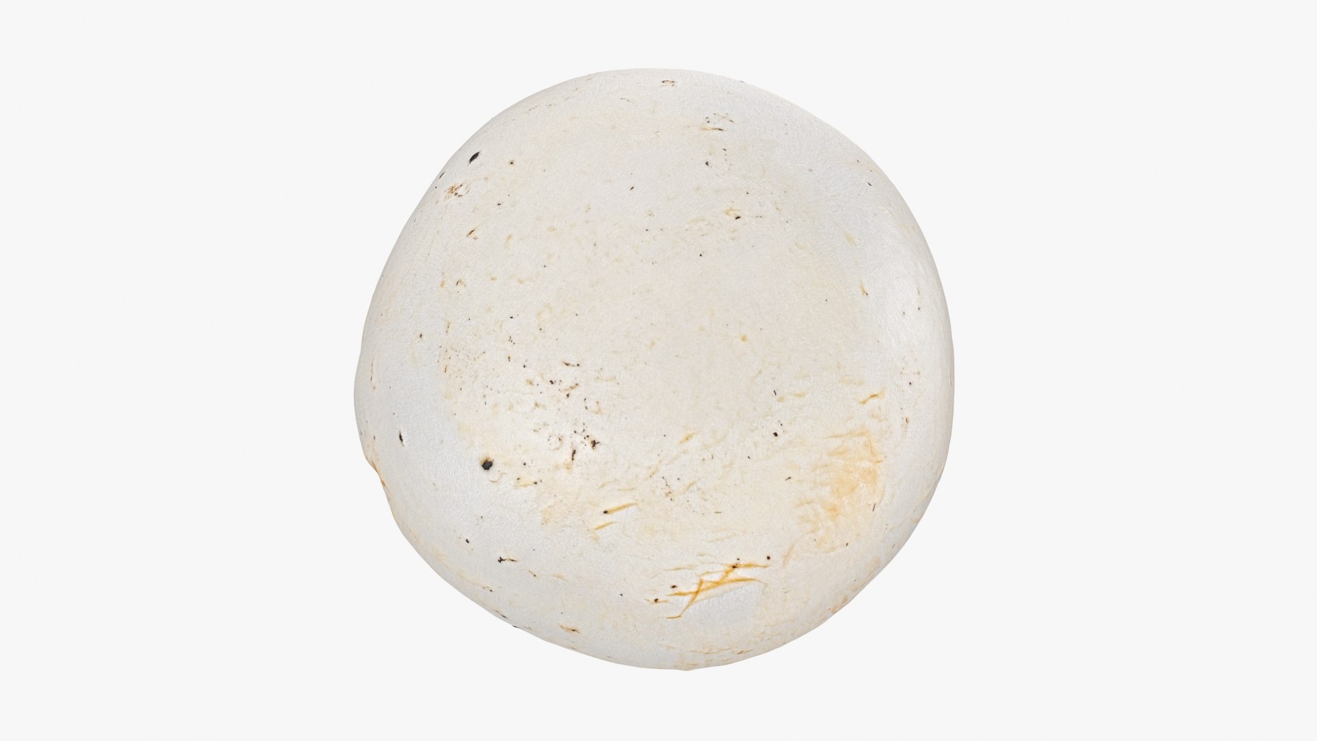 3D Champignon Mushroom 02 model https://p.turbosquid.com/ts-thumb/T9/jpvWdP/Na/champignon02_b0014/jpg/1719424872/1920x1080/fit_q87/8d26fd2d7803e8247d035781c7f401aa91117d2c/champignon02_b0014.jpg