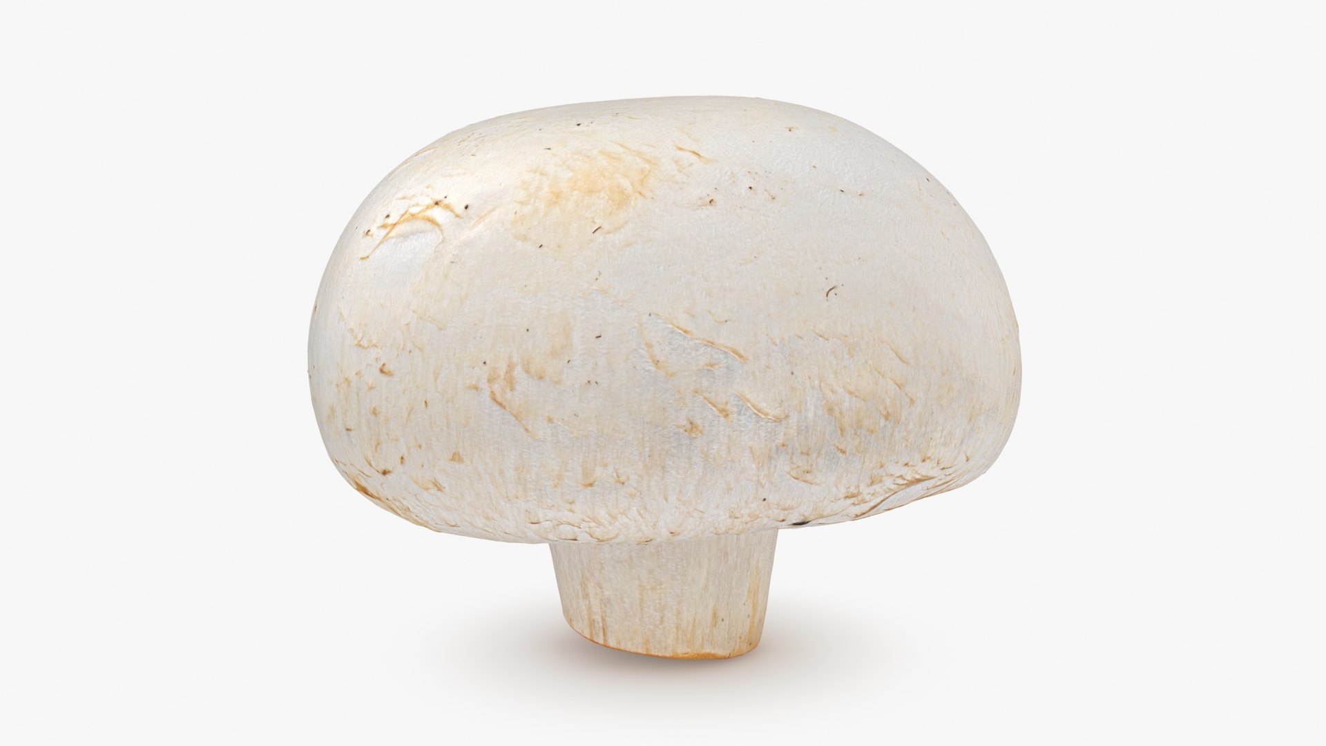 3D Champignon Mushroom 02 model https://p.turbosquid.com/ts-thumb/T9/jpvWdP/No/champignon02_b0000/jpg/1719424867/1920x1080/fit_q87/7fee1f1bd284621a442ff4d22e750d66bc7ee7cb/champignon02_b0000.jpg