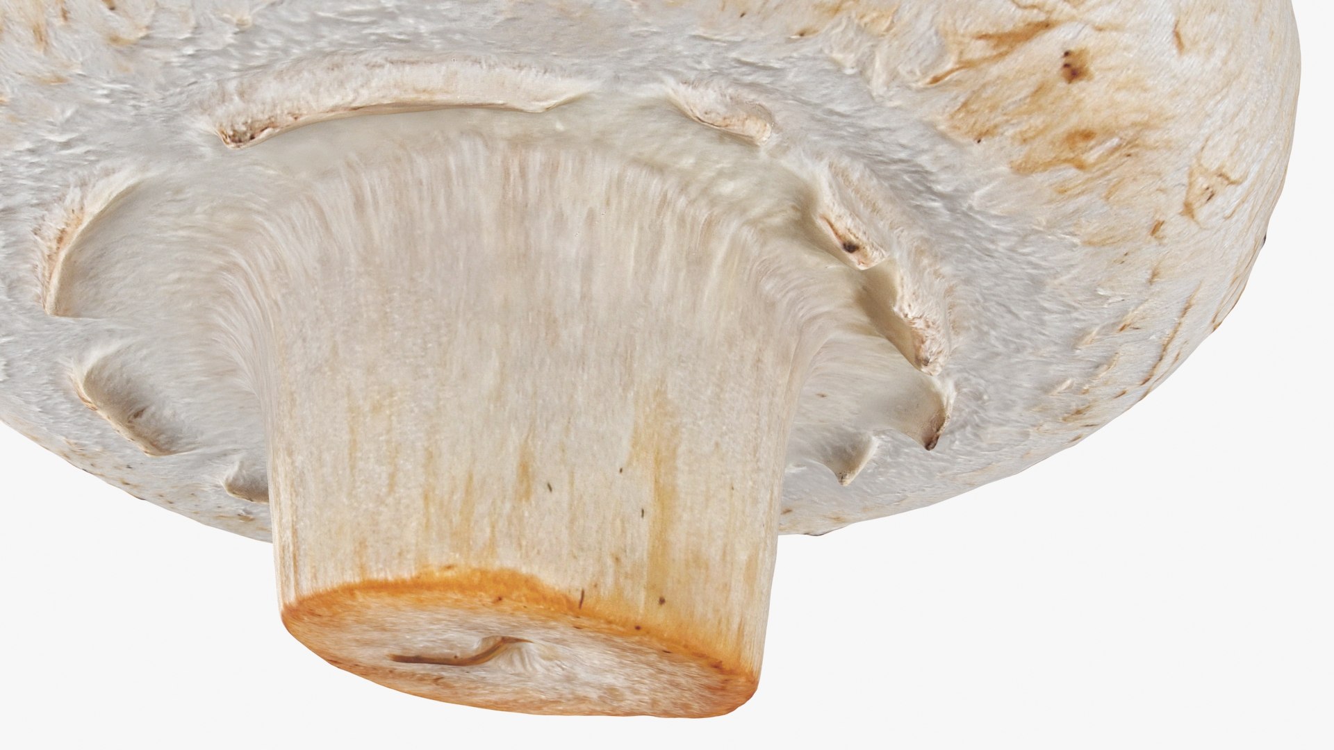3D Champignon Mushroom 02 model https://p.turbosquid.com/ts-thumb/T9/jpvWdP/Qi/champignon02_b0024/jpg/1719424875/1920x1080/fit_q87/1af6e47411cb775cdc6e801b34a2af97b044342b/champignon02_b0024.jpg