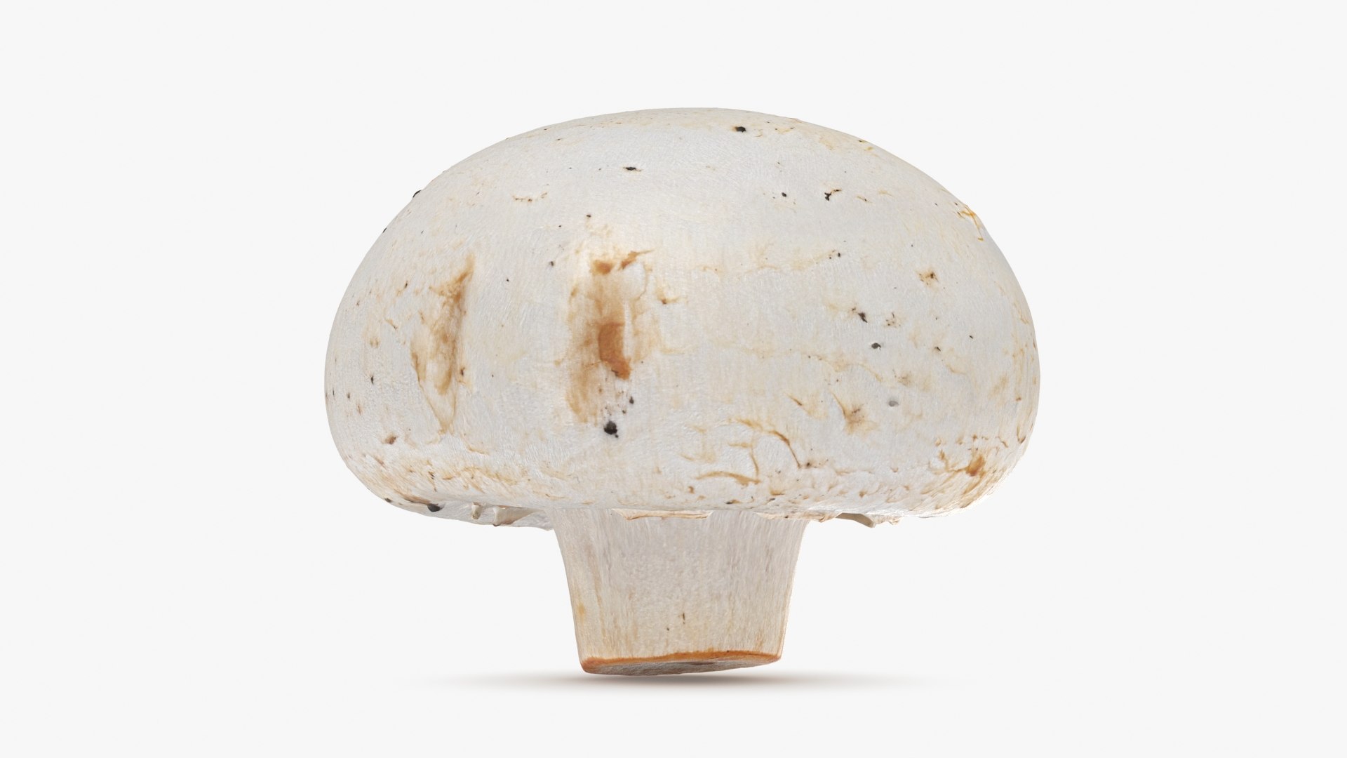 3D Champignon Mushroom 02 model https://p.turbosquid.com/ts-thumb/T9/jpvWdP/Vf/champignon02_b0010/jpg/1719424870/1920x1080/fit_q87/6e6b324231fc8d1dc73b9d827cd8b3e4e242e2aa/champignon02_b0010.jpg