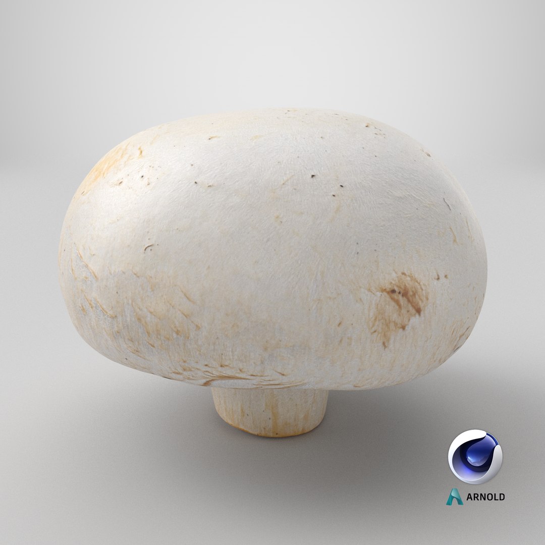 3D Champignon Mushroom 02 model https://p.turbosquid.com/ts-thumb/T9/jpvWdP/YV/stemcell_cinema_4d_arnold_render/png/1719503660/1920x1080/fit_q87/ffefc433abe189ad39ef2d43d0e7196fd3fa2cca/stemcell_cinema_4d_arnold_render.jpg