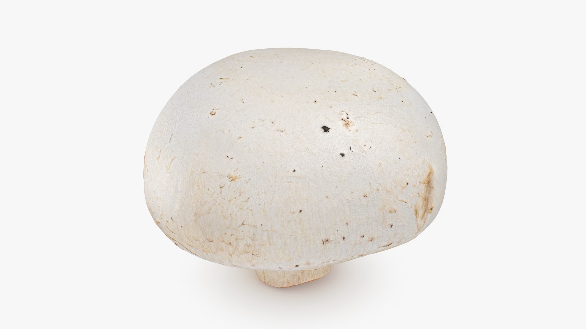 3D Champignon Mushroom 02 model https://p.turbosquid.com/ts-thumb/T9/jpvWdP/f1/champignon02_b0012/jpg/1719424871/1920x1080/fit_q87/717f5aa057726bc5b1b73815a31bb778a39887df/champignon02_b0012.jpg