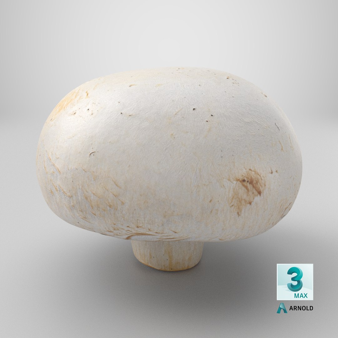 3D Champignon Mushroom 02 model https://p.turbosquid.com/ts-thumb/T9/jpvWdP/ff/stemcell_max_arnold_render/png/1719503667/1920x1080/fit_q87/07eb77f0715b3b61b6b52982c2b9d0805199ad21/stemcell_max_arnold_render.jpg