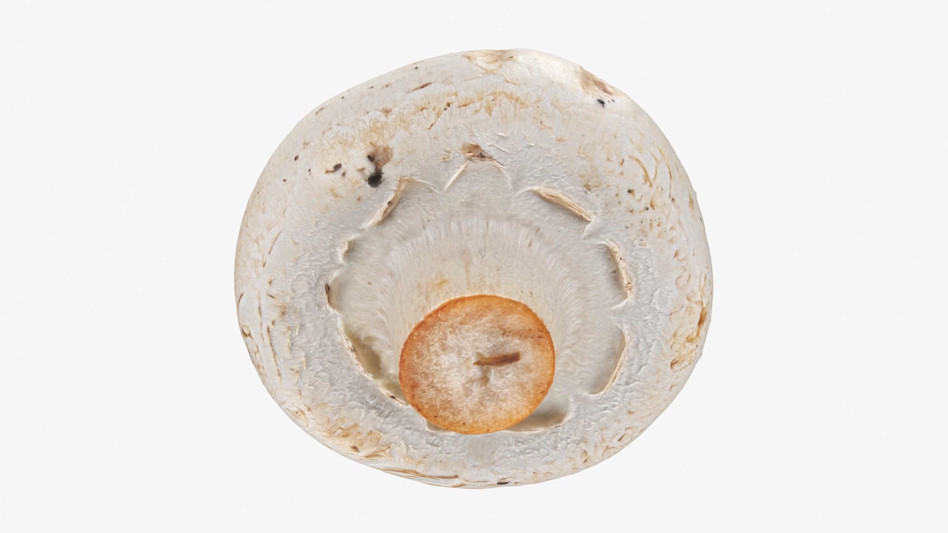 3D Champignon Mushroom 02 model https://p.turbosquid.com/ts-thumb/T9/jpvWdP/hX/champignon02_b0020/jpg/1719424874/1920x1080/fit_q87/0114a31f9b642236bedd64524b0ee16d3ca752e8/champignon02_b0020.jpg