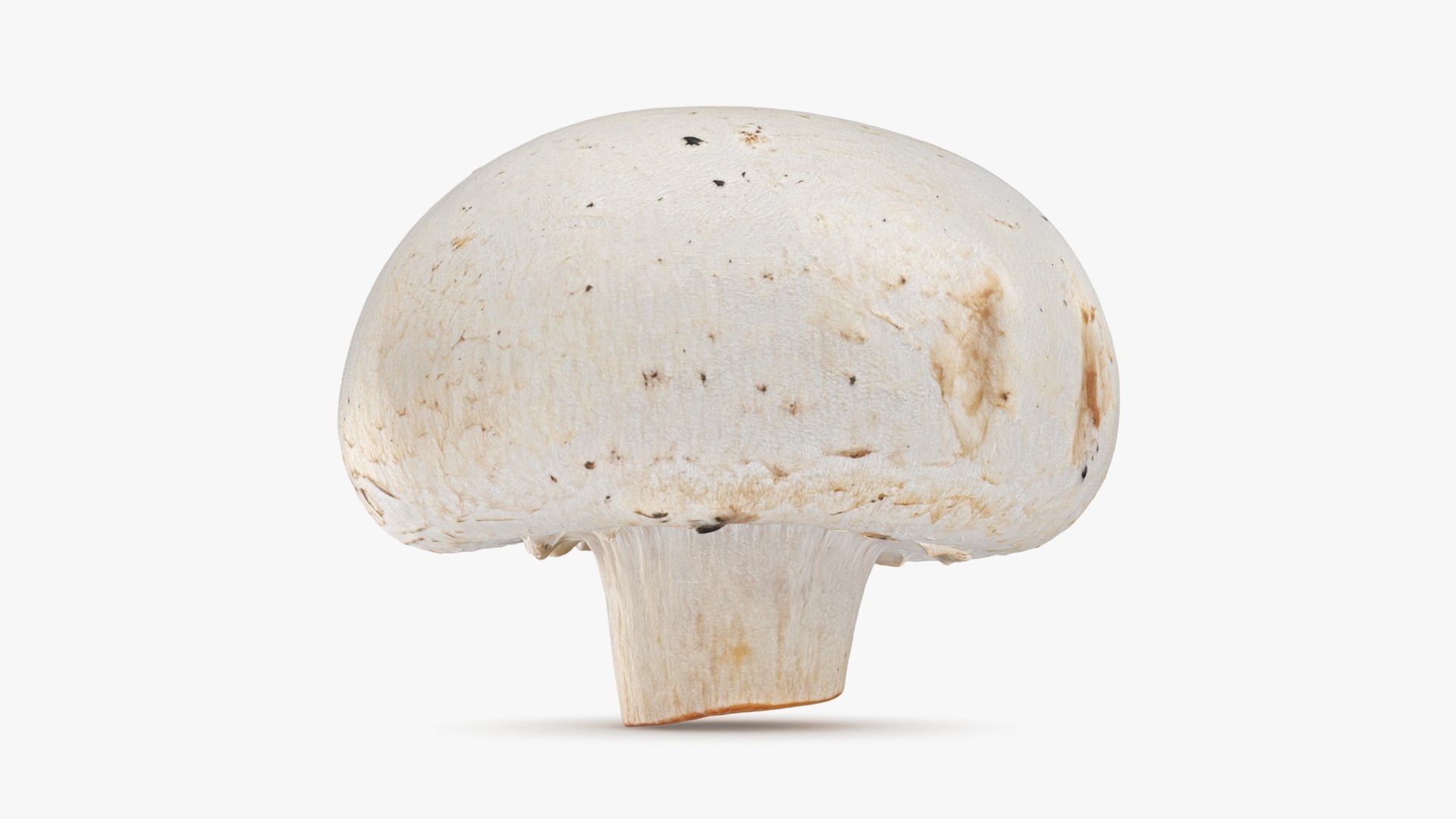 3D Champignon Mushroom 02 model https://p.turbosquid.com/ts-thumb/T9/jpvWdP/vz/champignon02_b0008/jpg/1719424870/1920x1080/fit_q87/cd4783e3674de4d893b38df1628fe2d2363d9493/champignon02_b0008.jpg