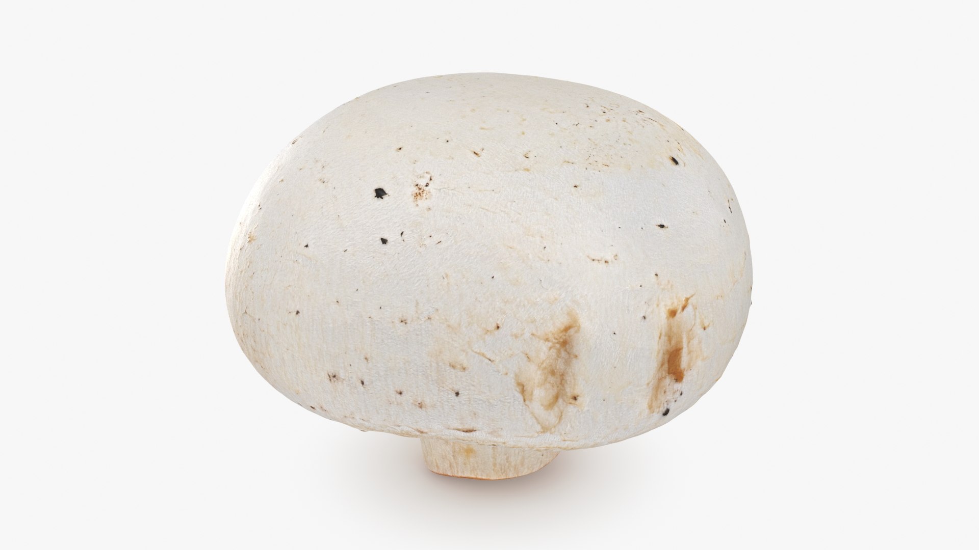 3D Champignon Mushroom 02 model https://p.turbosquid.com/ts-thumb/T9/jpvWdP/xC/champignon02_b0002/jpg/1719424867/1920x1080/fit_q87/bdfae8273857a7374932803534371a92c623cd9b/champignon02_b0002.jpg
