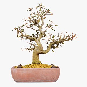 3D Carmona Bonsai Tree Branches Carmonas Carmona Microphylla Remastered