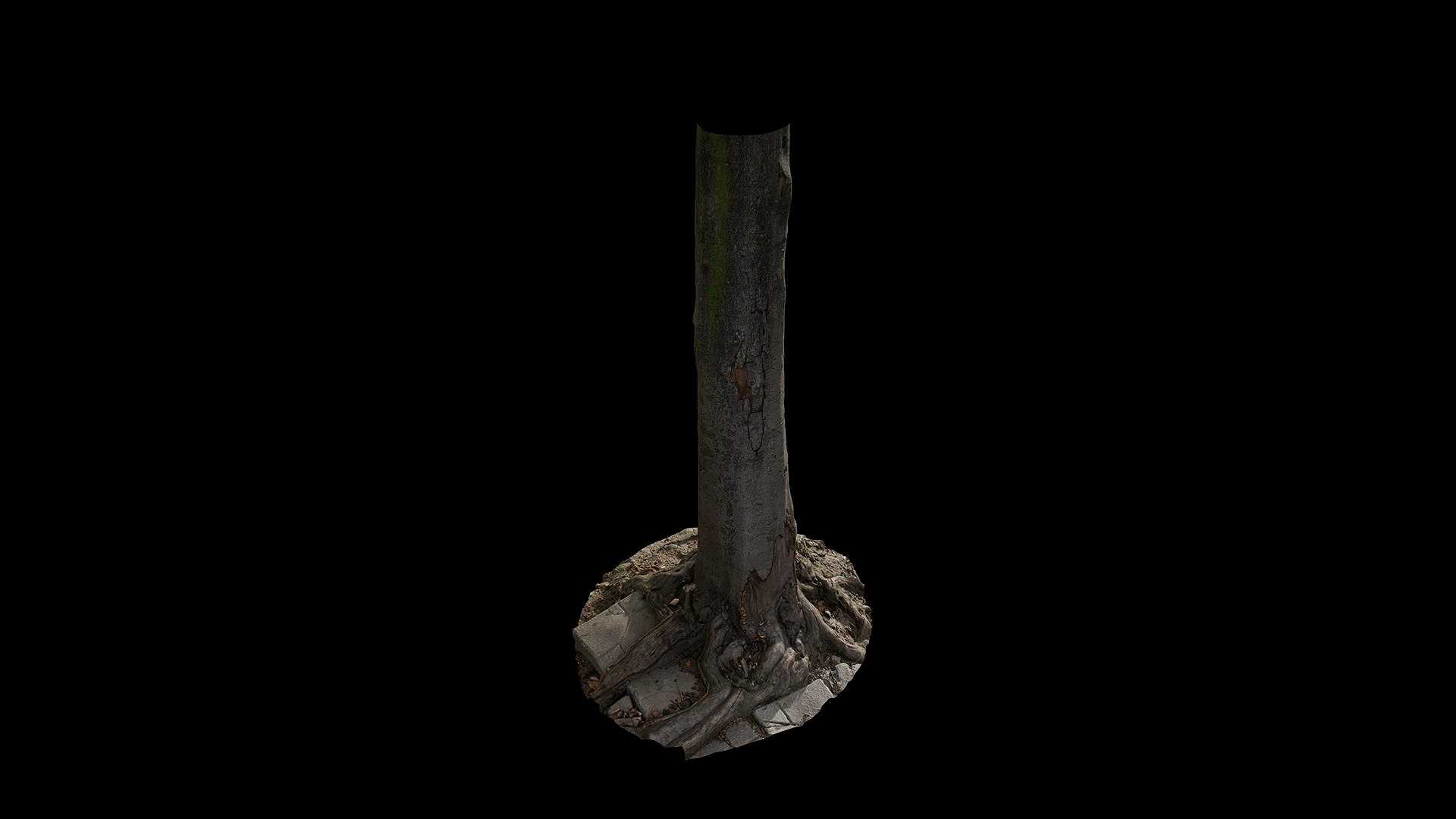 3D Anydrafts Cinnamomum burmannii Trunk 13 model https://p.turbosquid.com/ts-thumb/TA/1edWBm/0S/preview_6/png/1733730593/1920x1080/fit_q87/0fbd5a1dff25c41ba6d4b4b38f39e847a1b302b9/preview_6.jpg
