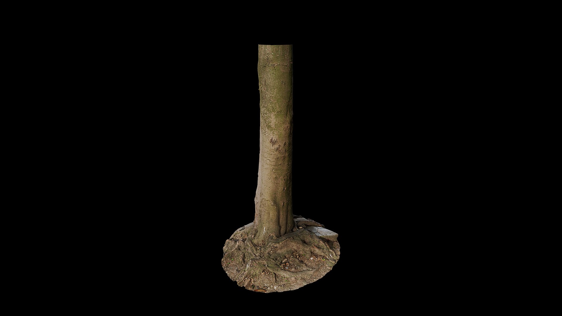 3D Anydrafts Cinnamomum burmannii Trunk 13 model https://p.turbosquid.com/ts-thumb/TA/1edWBm/0d/preview_1/png/1733730594/1920x1080/fit_q87/f1344c8be064557d23778e6a477b60dfc07bbc88/preview_1.jpg
