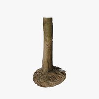 Anydrafts Cinnamomum burmannii Trunk 13