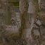 Anydrafts Cinnamomum burmannii Trunk 13