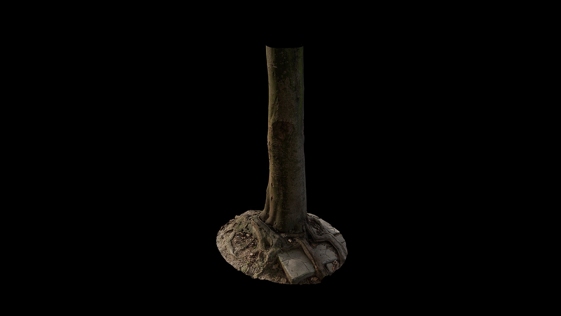 3D Anydrafts Cinnamomum burmannii Trunk 13 model https://p.turbosquid.com/ts-thumb/TA/1edWBm/9a/preview_5/png/1733730594/1920x1080/fit_q87/f02f85ec1314740904ae11c48ce781bbd926b65a/preview_5.jpg