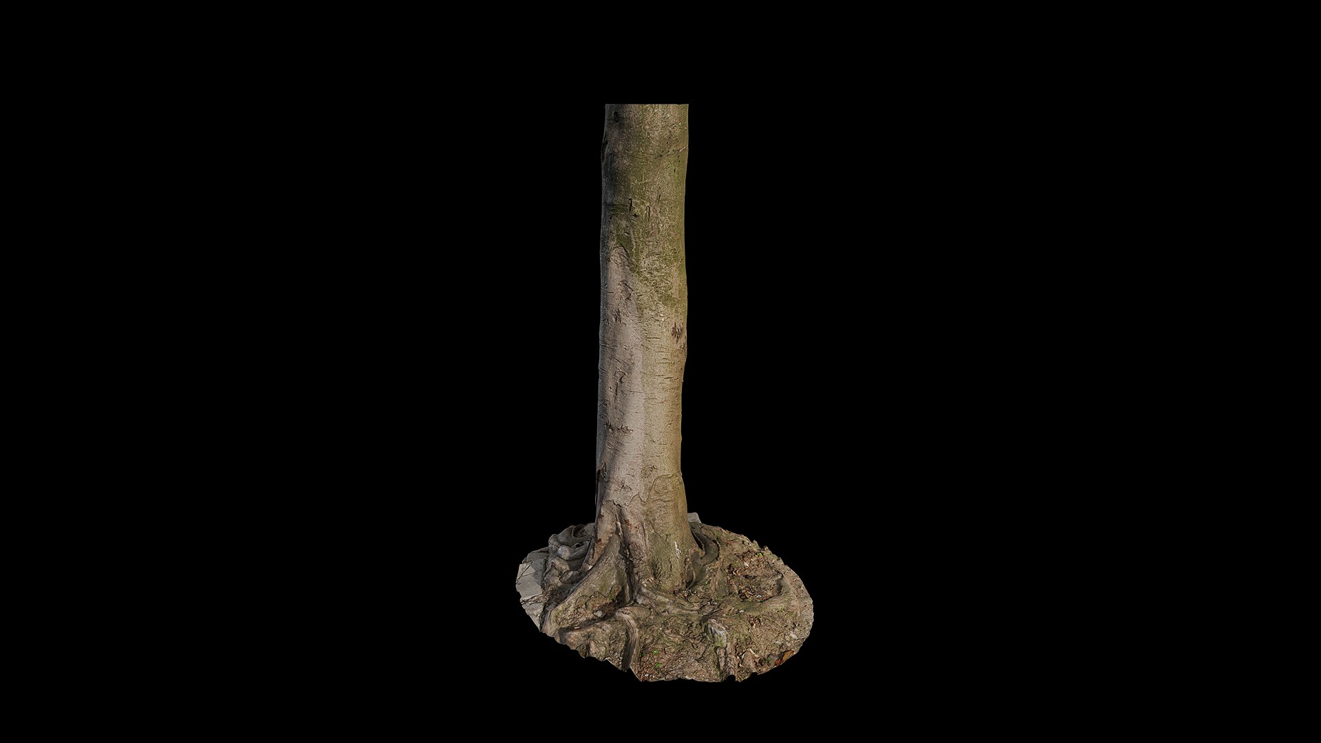 3D Anydrafts Cinnamomum burmannii Trunk 13 model https://p.turbosquid.com/ts-thumb/TA/1edWBm/GH/preview_3/png/1733730592/1920x1080/fit_q87/7d1e8db95808a1fe916f6298e3901b761fac8b7b/preview_3.jpg