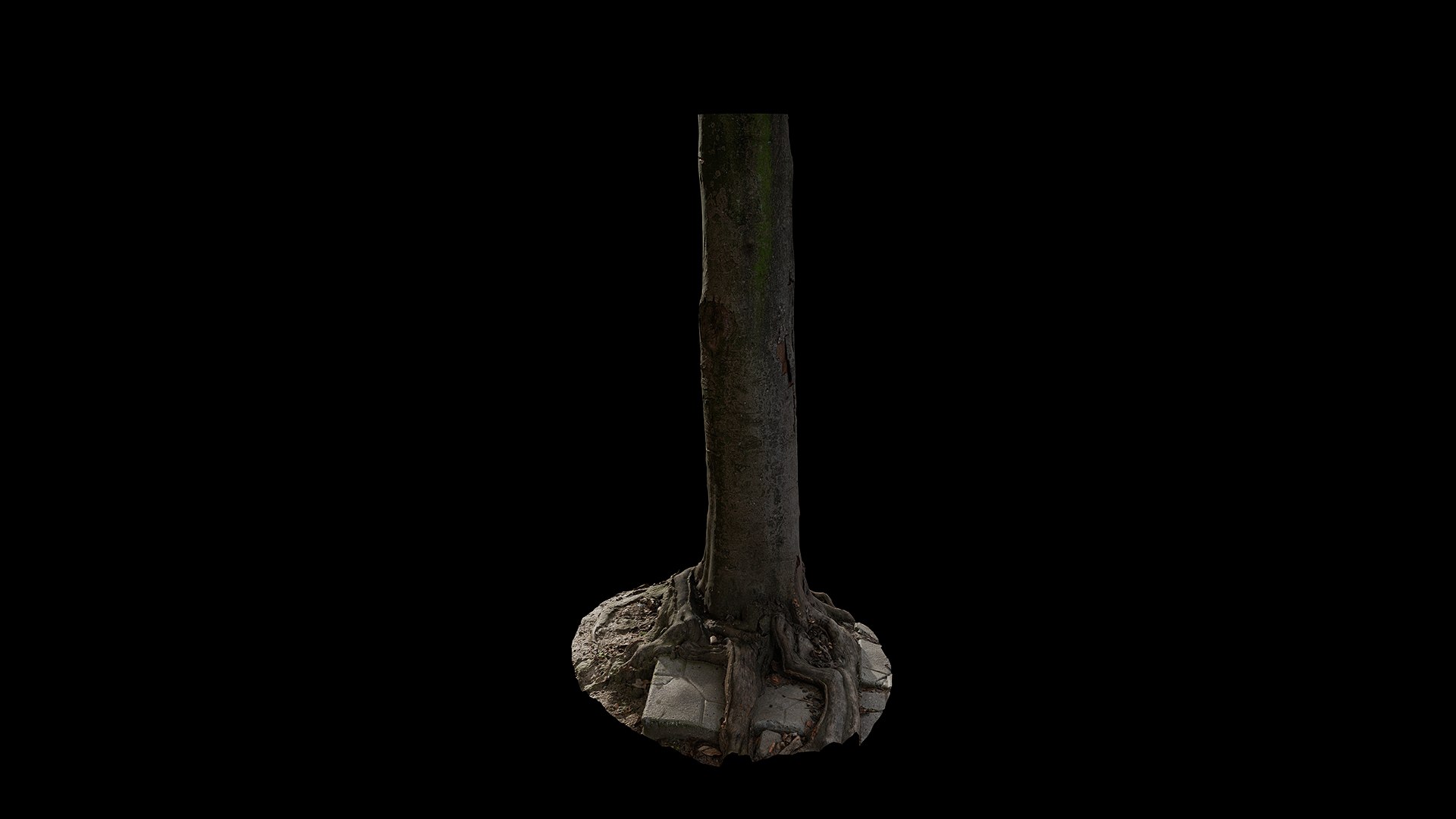 3D Anydrafts Cinnamomum burmannii Trunk 13 model https://p.turbosquid.com/ts-thumb/TA/1edWBm/tm/preview_4/png/1733730591/1920x1080/fit_q87/3c6aac6d38074131e3e0cfdac1d8e2ebd5d6a2c2/preview_4.jpg
