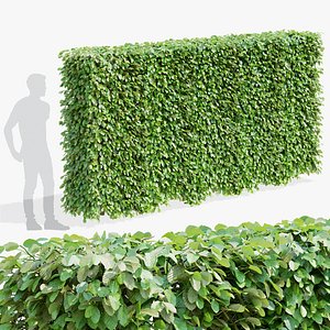 3D Fagus sylvatica hedge green