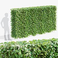 Fagus sylvatica hedge green