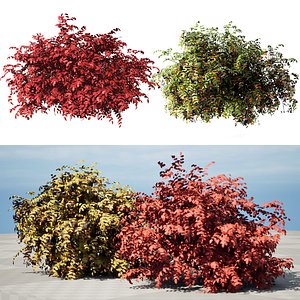 Realistic Summer and Fall Shrubbery Bush