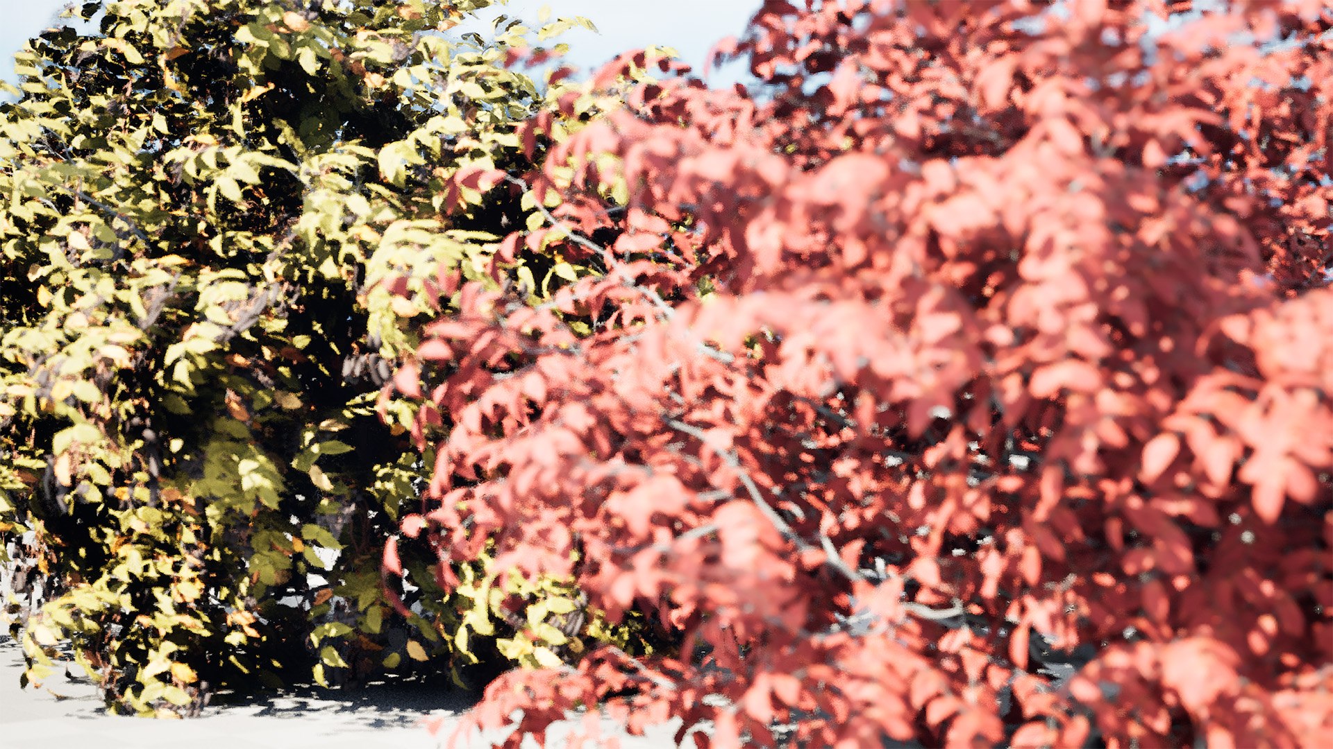 Realistic Summer and Fall Shrubbery Bush 3D model https://p.turbosquid.com/ts-thumb/TA/4oSvCW/bI/highresscreenshot00008/jpg/1697674656/1920x1080/fit_q87/71c0143fd649c36eabc61253d74ef57218d129fe/highresscreenshot00008.jpg