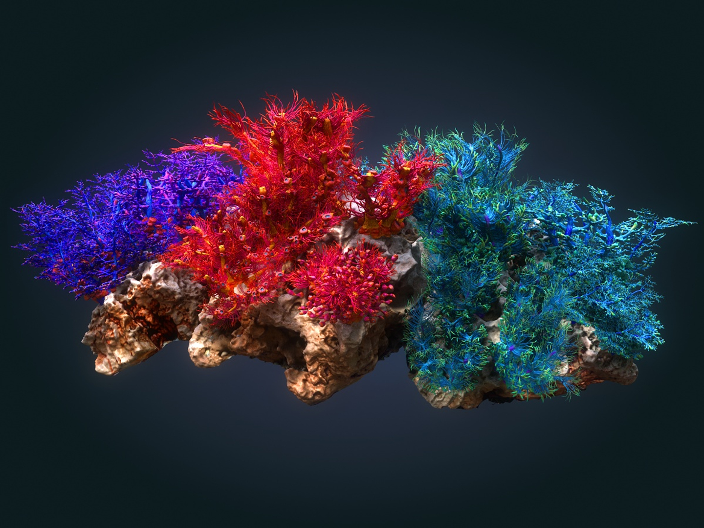 Coral Reef Ecosystem Pack 3D Model - TurboSquid 1368596