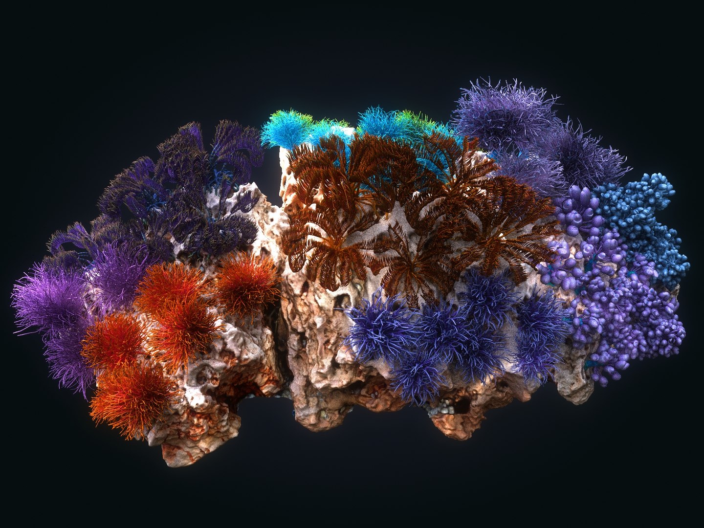 Coral reef ecosystem pack 3D model - TurboSquid 1368596