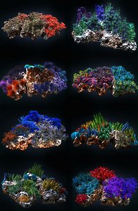 coral reef ecosystem pack 3D model