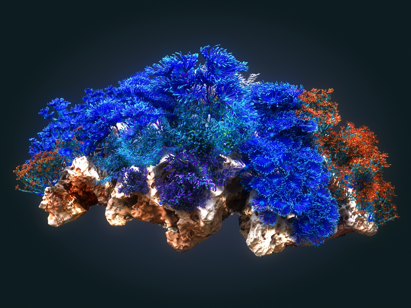 Coral Reef Ecosystem Pack 3D Model - TurboSquid 1368596