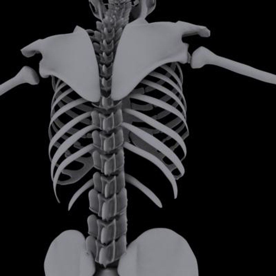 X-ray Skeleton Xray 3d Max