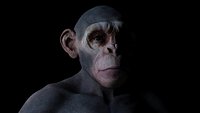 Ape High Detailed (High/Low Poly)