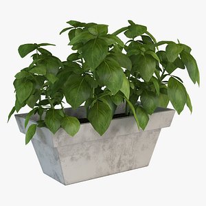 Home Plant
