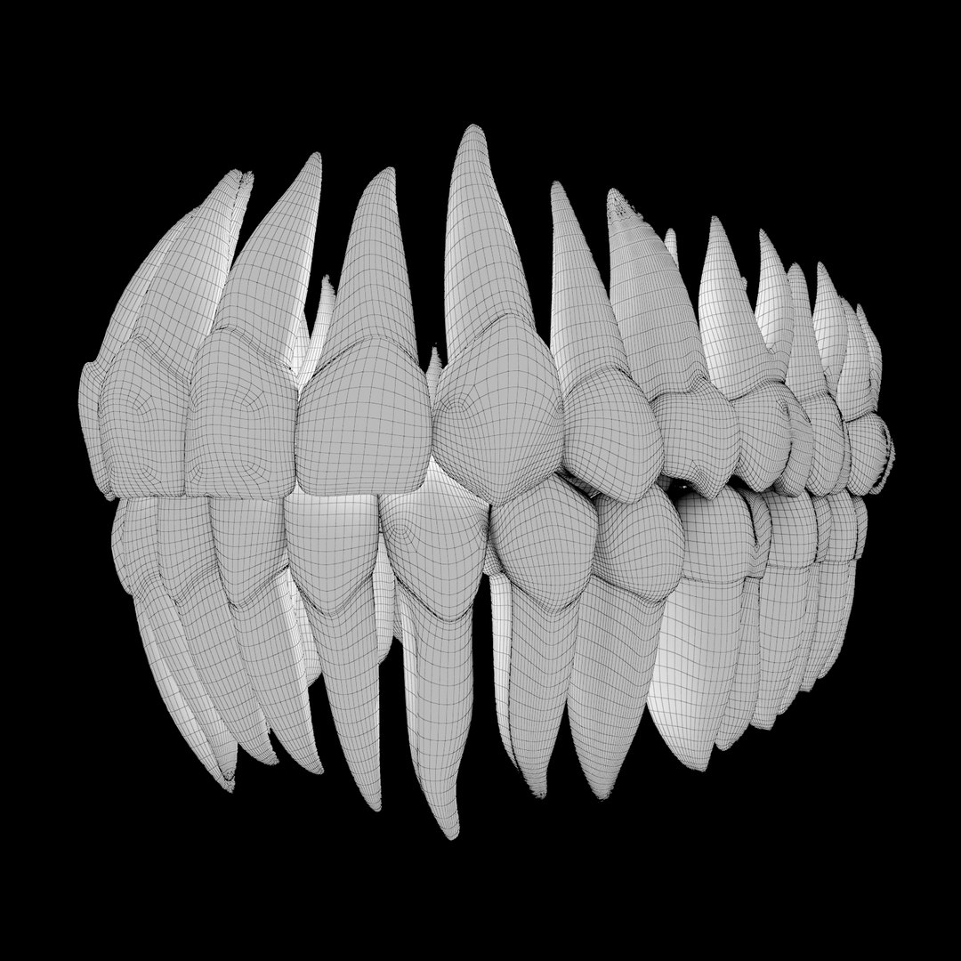 3d human teeth https://p.turbosquid.com/ts-thumb/TA/bRS2S7/1SQmcfJ2/picture_07i/jpg/1322157868/1920x1080/fit_q87/8bf6a40371266c8cf2ccf0ab4ece0702a6f29da9/picture_07i.jpg