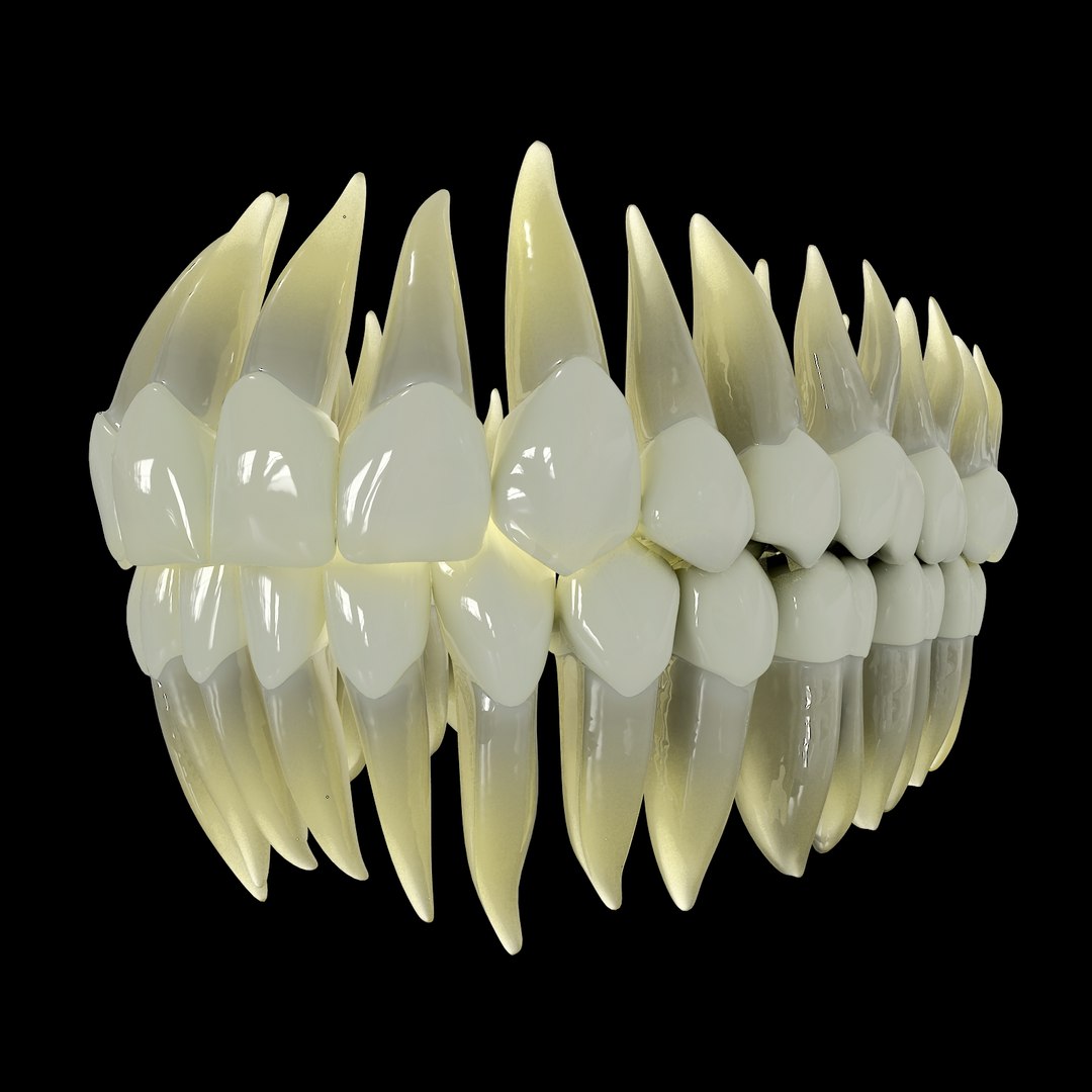 3d human teeth https://p.turbosquid.com/ts-thumb/TA/bRS2S7/H0nawZpT/picture_07/jpg/1322157868/1920x1080/fit_q87/b509e3455293c7234904e8042e1efcf47f50b9a2/picture_07.jpg