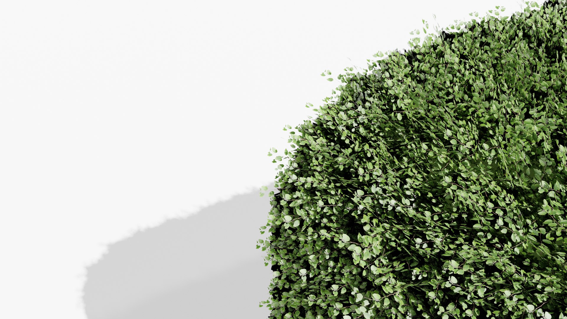 3D Buxus Hedge 01 model https://p.turbosquid.com/ts-thumb/TA/hbf24s/Bp/buxus_product_image_4/png/1630761030/1920x1080/fit_q87/501f591616c395567f3dda557069957f1c78f22b/buxus_product_image_4.jpg