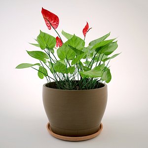Anturium flower