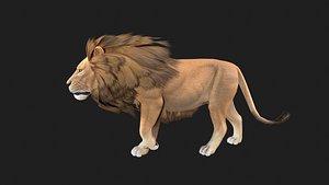 3D Realistic Lion Rigged and Animated for VR AR Games Low-poly 3D model model