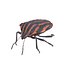 SCARABÉE GRAPHOSOME ANATOMIE INSECTE