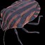 SCARABÉE GRAPHOSOME ANATOMIE INSECTE