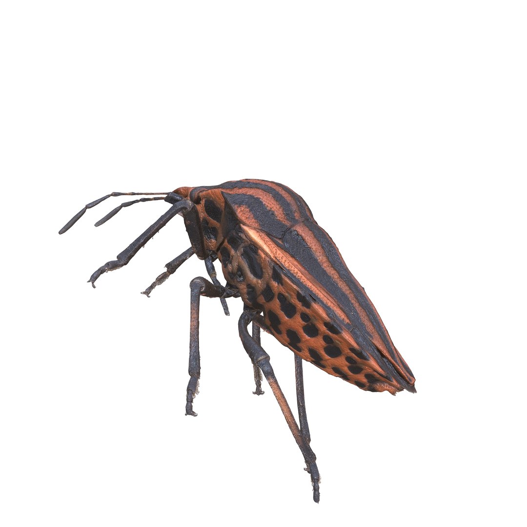 BEETLE GRAPHOSOMA BUG ANATOMY INSECT 3D model https://p.turbosquid.com/ts-thumb/TB/7P9DJQ/OE/2/jpg/1742834713/1920x1080/fit_q87/ee0b6d3a14628be274eeef8e28f04eed7a381c35/2.jpg