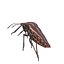 SCARABÉE GRAPHOSOME ANATOMIE INSECTE