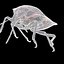 SCARABÉE GRAPHOSOME ANATOMIE INSECTE