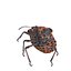 SCARABÉE GRAPHOSOME ANATOMIE INSECTE