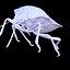 SCARABÉE GRAPHOSOME ANATOMIE INSECTE