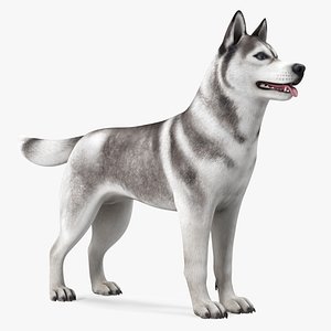 3D model Siberian Husky Gray and White Rigged