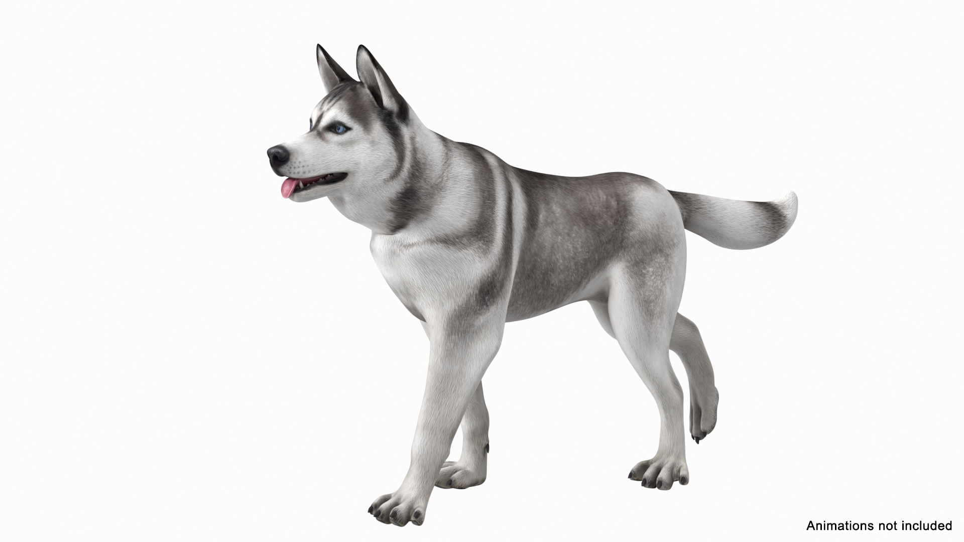 3D Model Siberian Husky Gray And White Rigged - TurboSquid 1805404