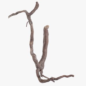 3D model Multi Branched Root System