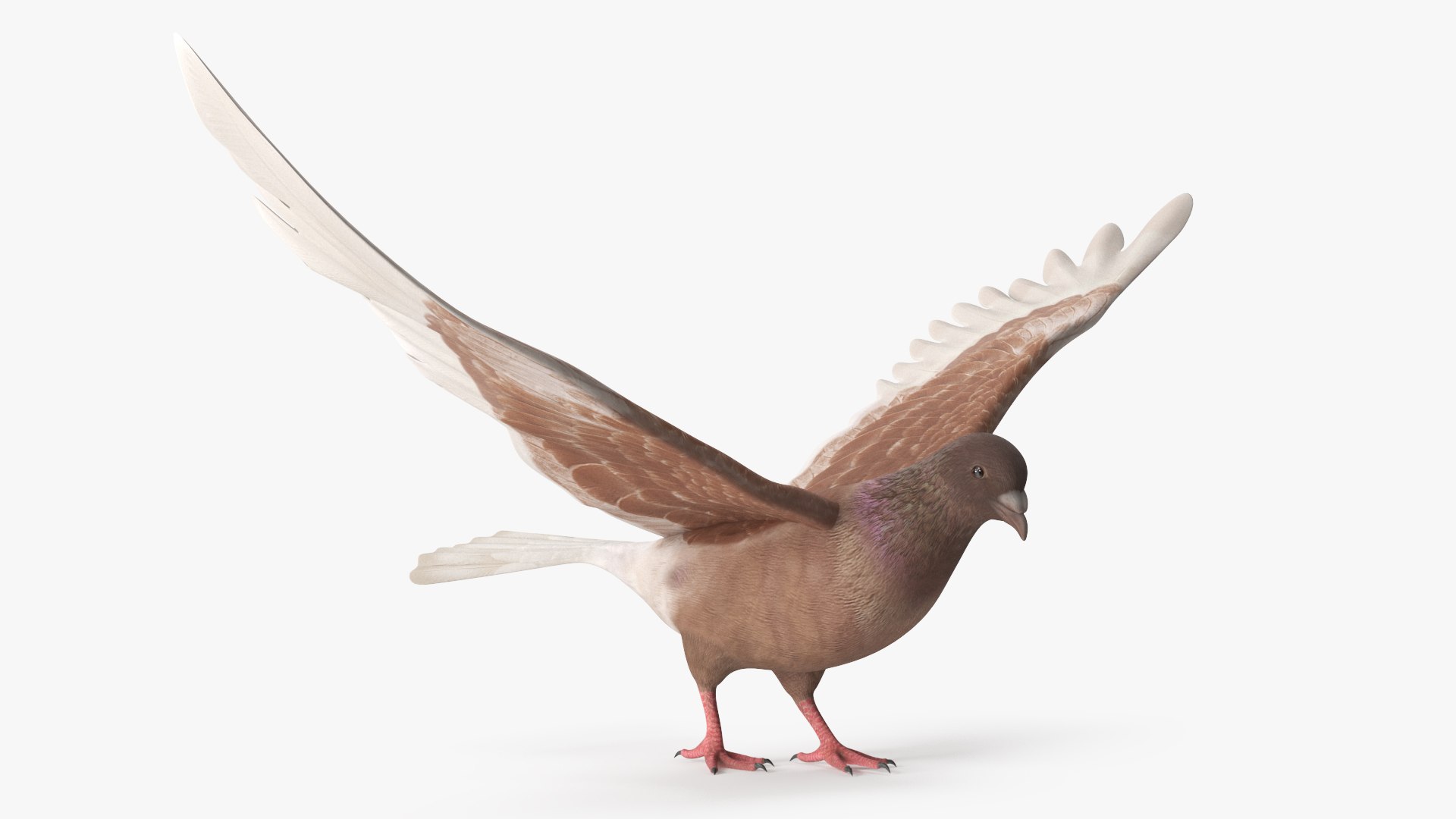 Low Poly Pigeon Spread Wings Brown Rigged for Cinema 4D 3D model preview