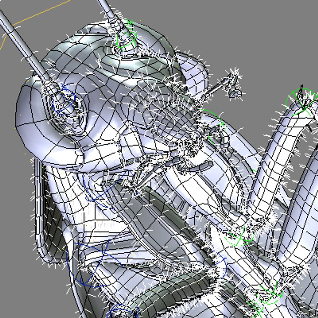 Photorealistic American Cockroach 3d Model