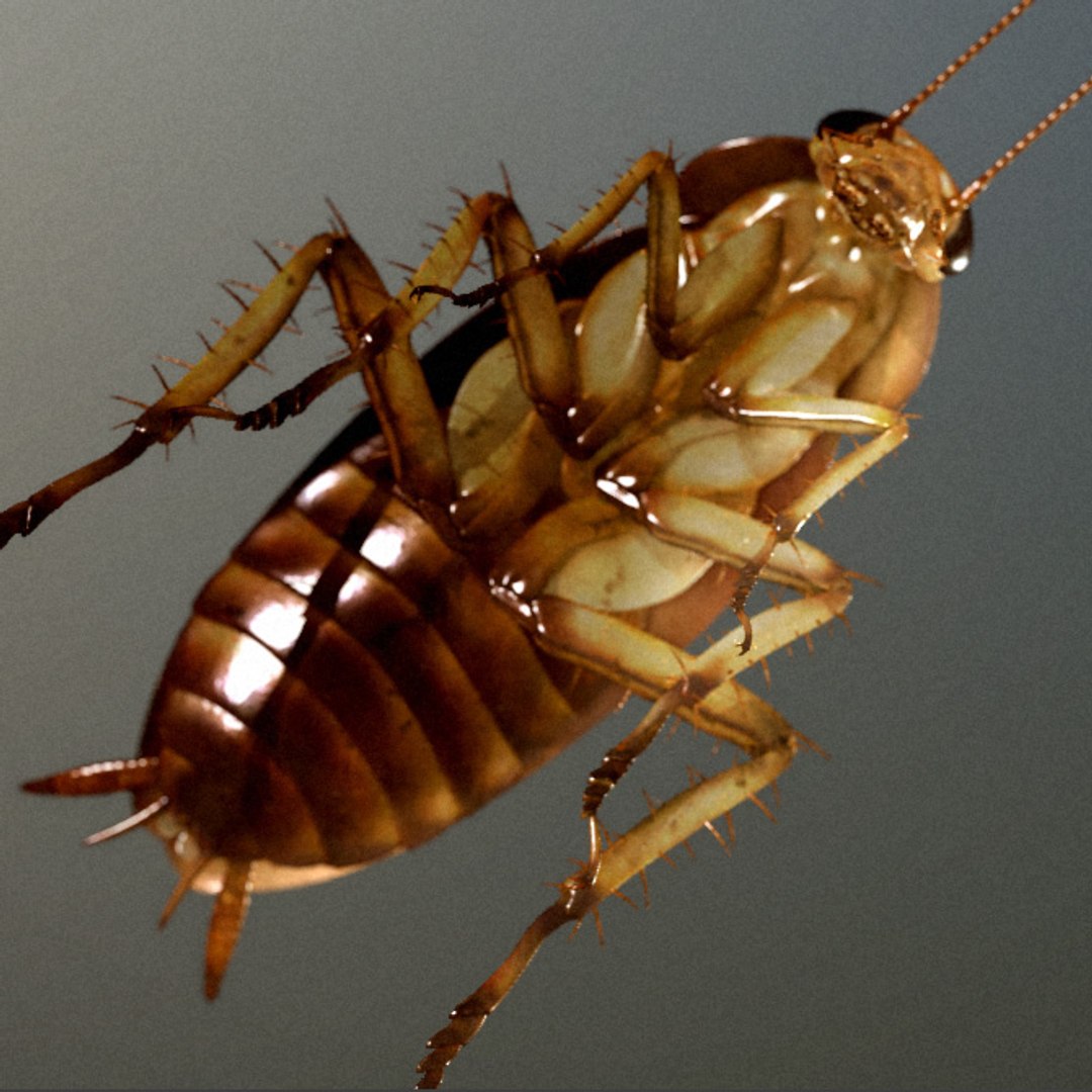 Photorealistic American Cockroach 3d Model